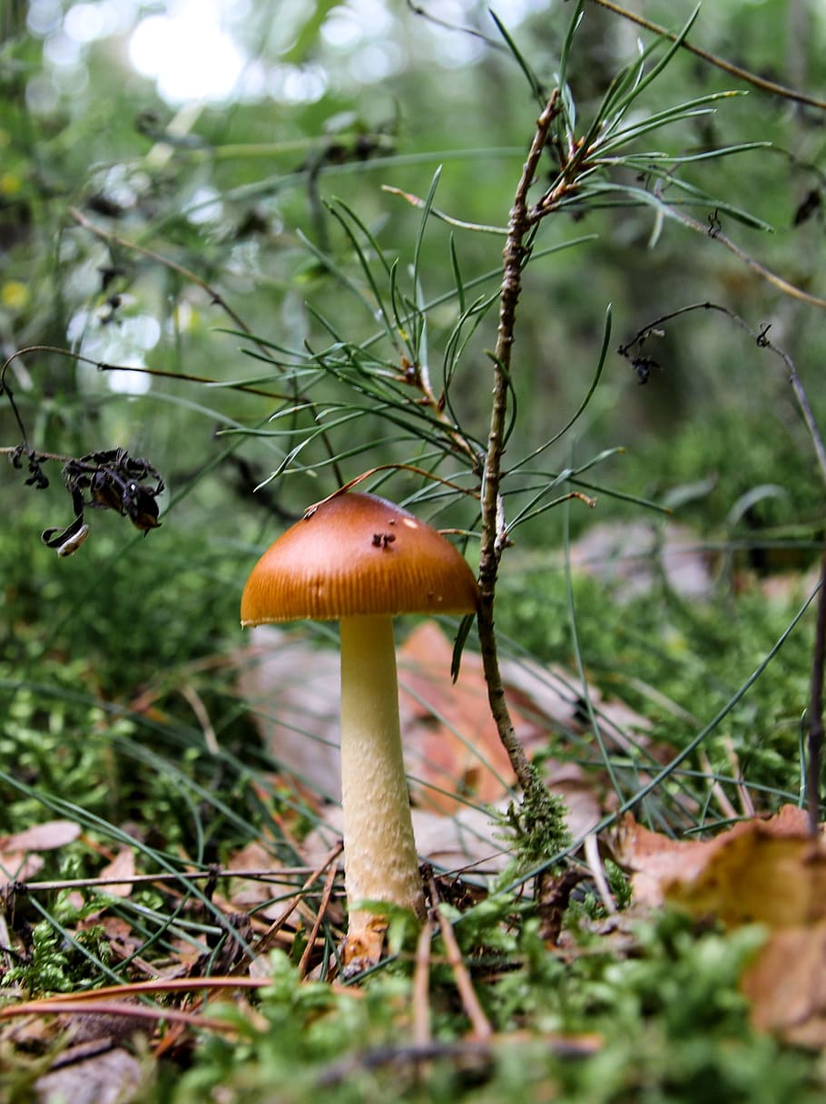 mushroom, forest, mushroom picking, close, forest mushroom HD wallpaper