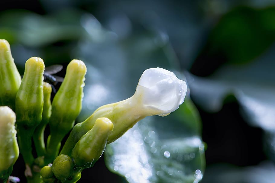 macro, flower, wet, white, botanical, petal, plant, garden HD wallpaper