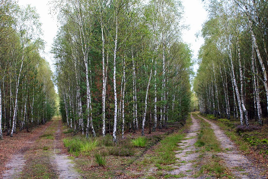 forest, birch, birch forest, forest road, tree, the path, spacer HD wallpaper