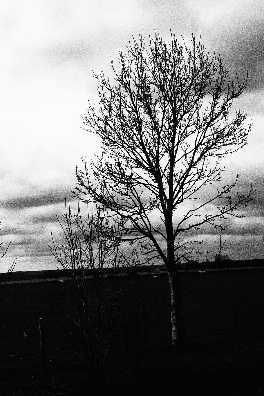 tree, shadow, black and white, natural, sky, bare tree, cloud - sky HD wallpaper