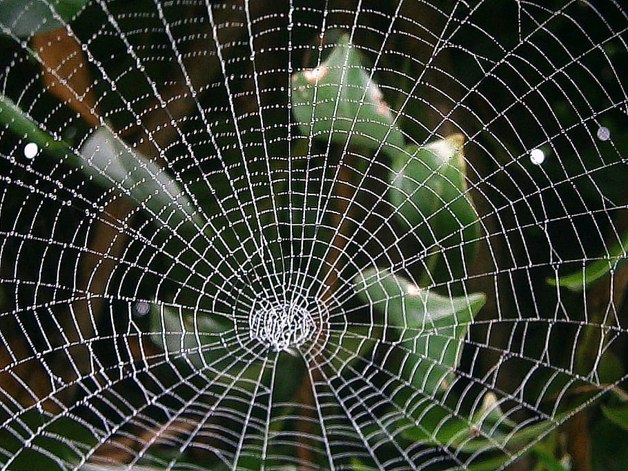 cobweb, network, autumn, networking, abstract, bill, light HD wallpaper
