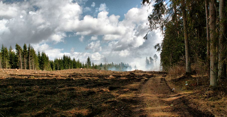 forest, way, forest road, tree, plant, cloud - sky, land, beauty in nature HD wallpaper