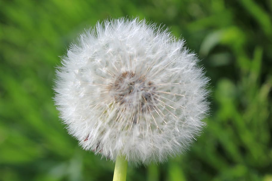 down, fluffy, white, stars, dandelion, nature, plant, close-up HD wallpaper