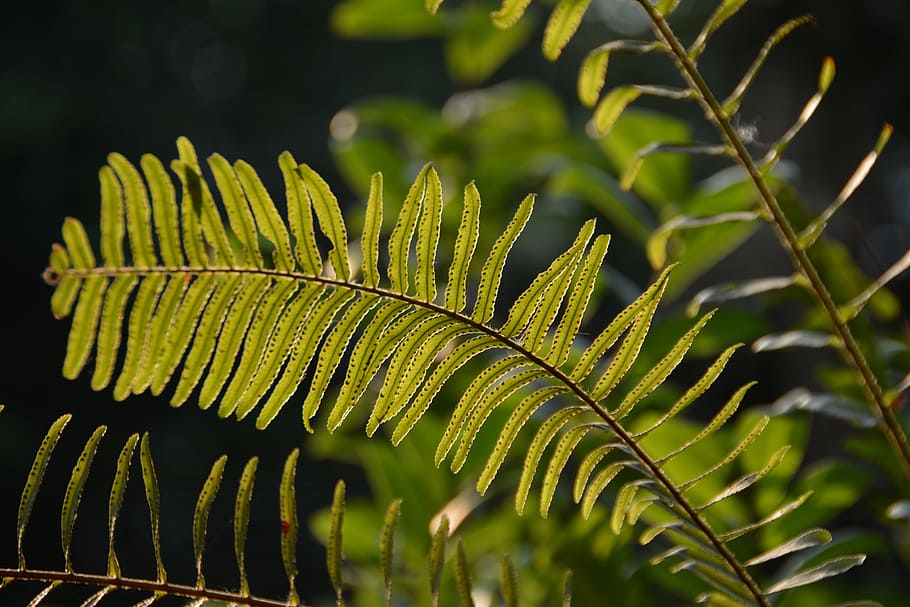 fern, leaf, nature, flora, green, summer, plant, macro, forest HD wallpaper