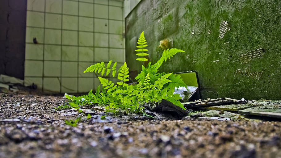 close-up photo of green fern plant on brown soil, lost places