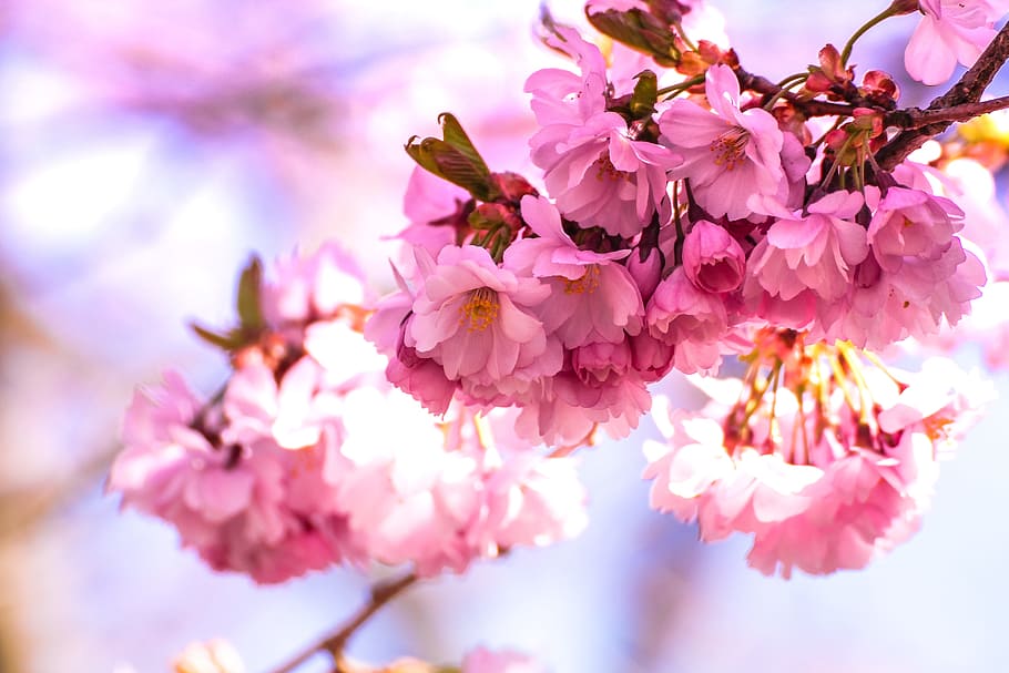 shallow focus photography of pink flowers in branch, pink flowers in tree HD wallpaper