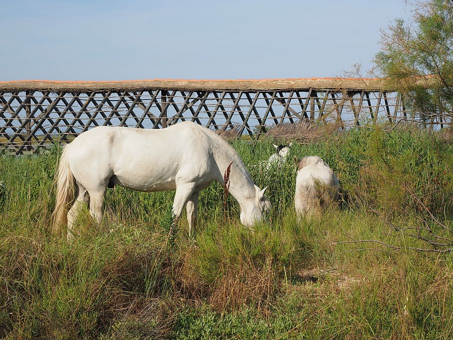 horses, wild horses, white, camargue, nature park camargue, HD wallpaper