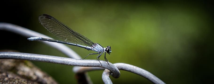 damselfly, insect, wings, portrait, wildlife, nature, resting HD wallpaper