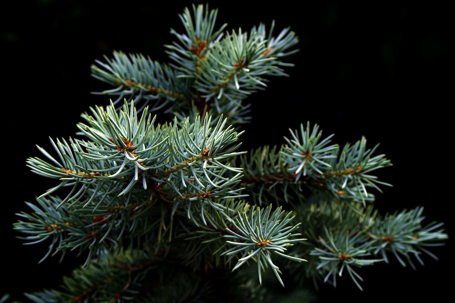 green pine tree in closeup photography, spruce, christmas tree, HD wallpaper