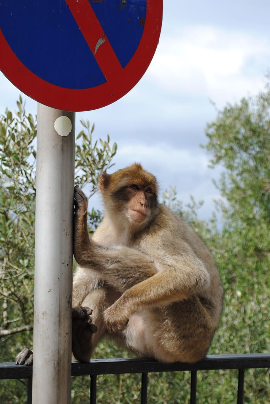 Monkey, Gibraltar, Spain, England, Rock, animal, mammal, primate HD wallpaper