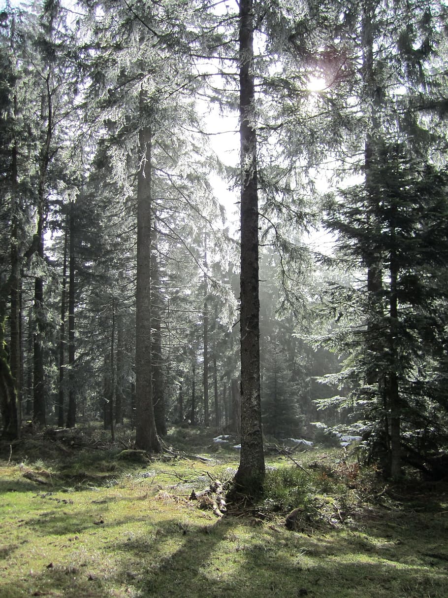 tree, snow, sun, woods, coniferous, forest, frost, backlight HD wallpaper