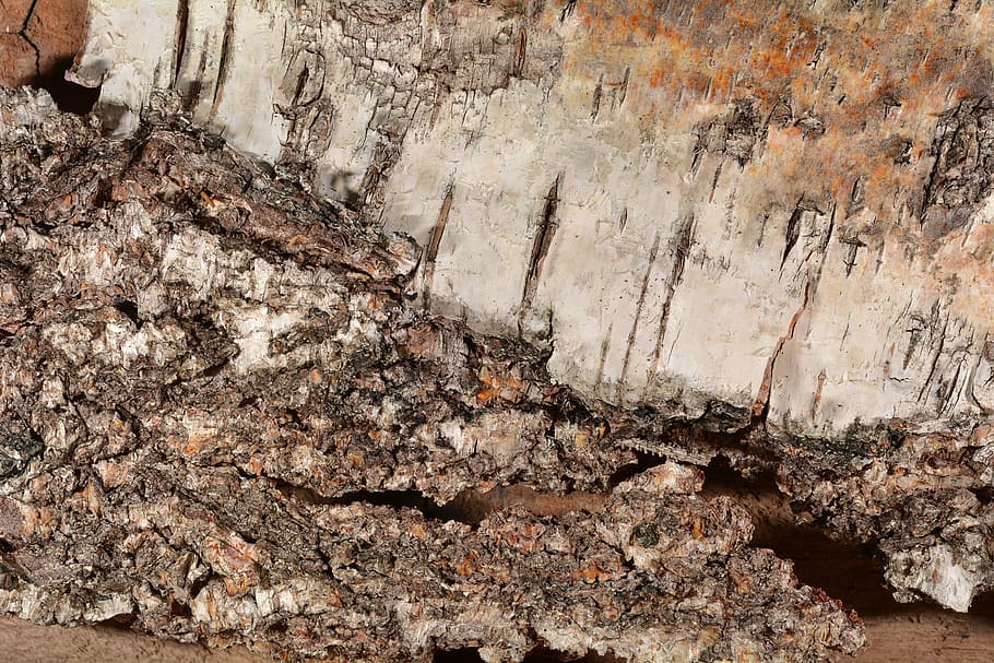 Birch Bark, Tree Bark, Birch, Bark, structure, close, texture HD wallpaper