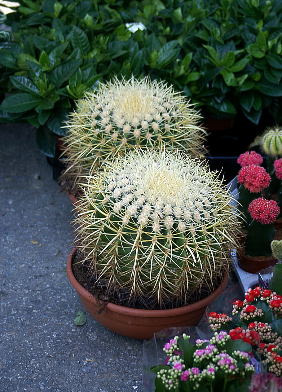 cacti-plants-houseplants-needles.jpg