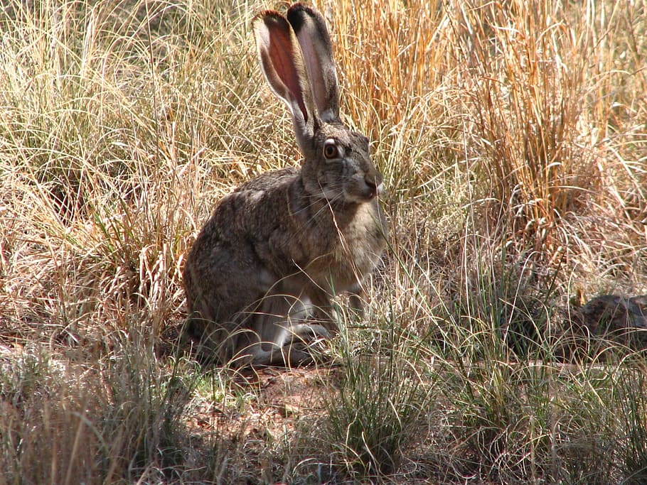 brown rabbit on brown bushes, black-tailed jackrabbit, bunny HD wallpaper