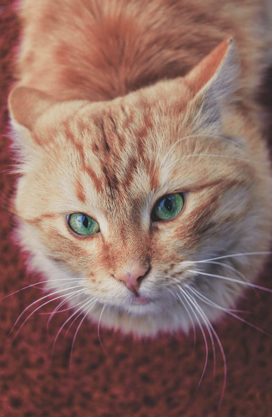 cute, cat, animals, pets, mammals, fluffy, eye, domestic cat HD wallpaper