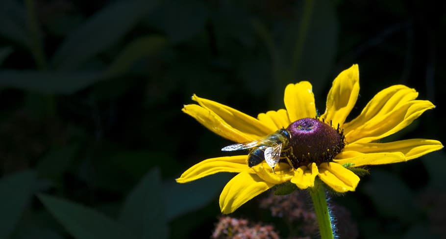 flower, spring, macro, insect, bee, honey bee, insects, bees HD wallpaper