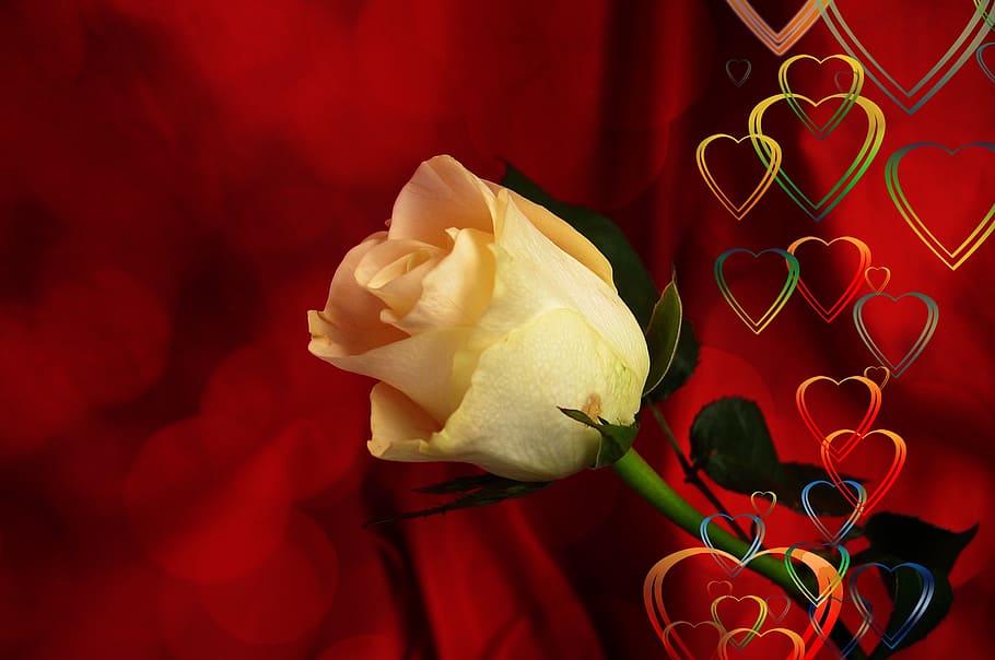 white rose with red background, heart, love, luck, abstract, relationship, HD wallpaper