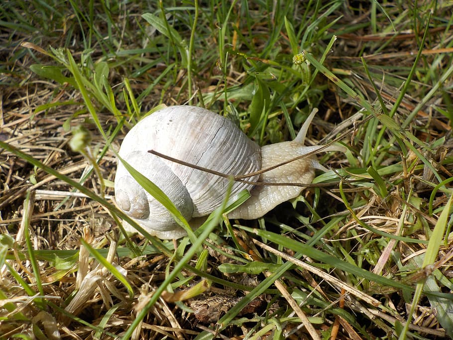 snail, nature, macro, grass, land, plant, animal themes, field HD wallpaper