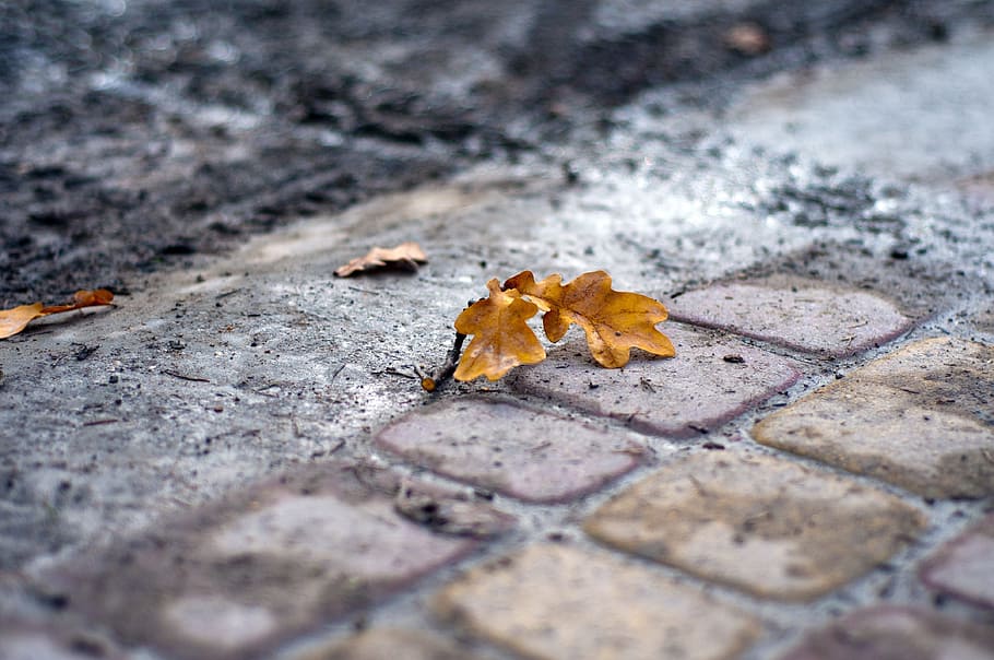 cobblestone, ground, leaves, fall, autumn, wet, leaf, plant part HD wallpaper