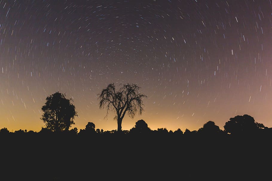 long exposure photography of silhouette trees, night, stars HD wallpaper