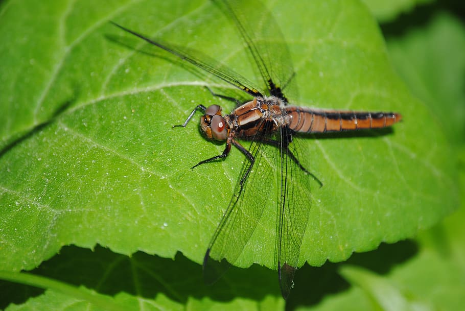 dragonfly, bug, leaf, insect, nature, wildlife, green, biology HD wallpaper