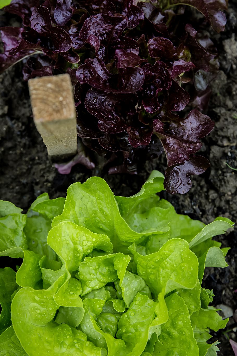 salad, head, garden, self catering, cultivation, breeding, rearing, HD wallpaper