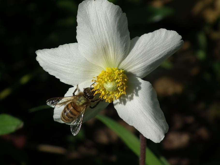 bee, insects, flower, pollen, bloom, macro, white flower, ornamental plant HD wallpaper