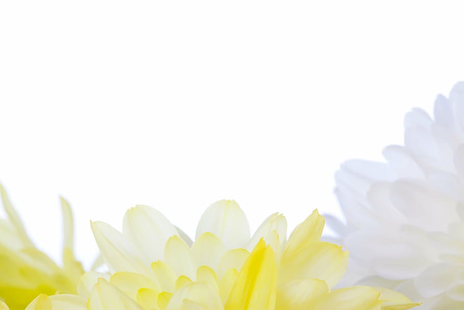 closeup photo of white and yellow petaled flowers, bloom, blossom HD wallpaper