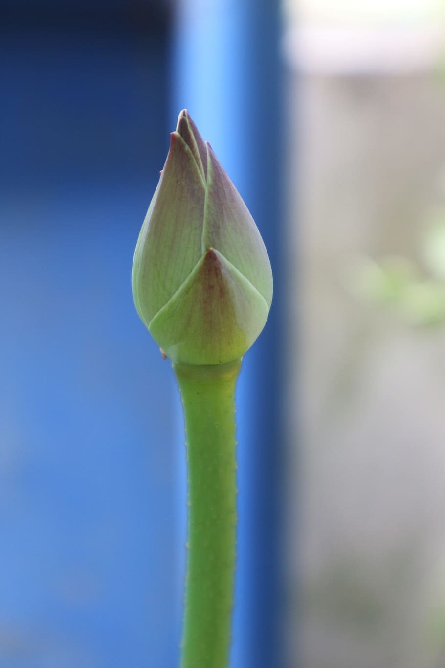 lotus, green, plant, close-up, bud, no people, focus on foreground HD wallpaper