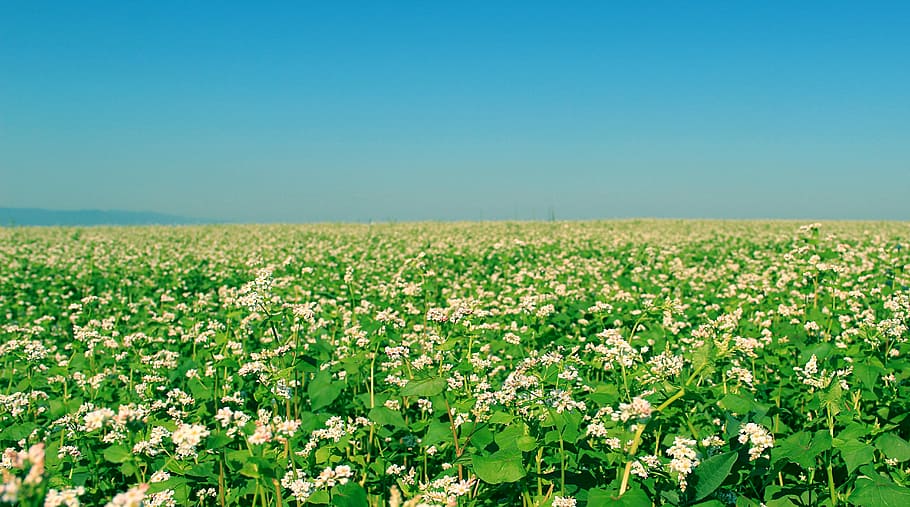 photo of green leafed plants, white flower field, spring, meadow HD wallpaper