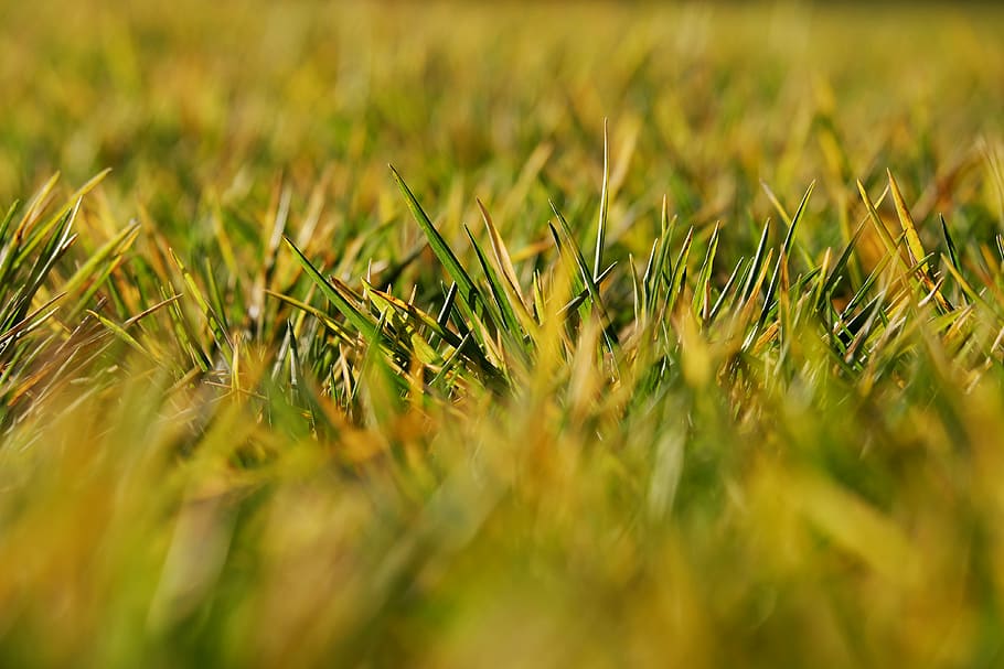 close-up photography of grass field, tiefenschärfe, depth of field, HD wallpaper