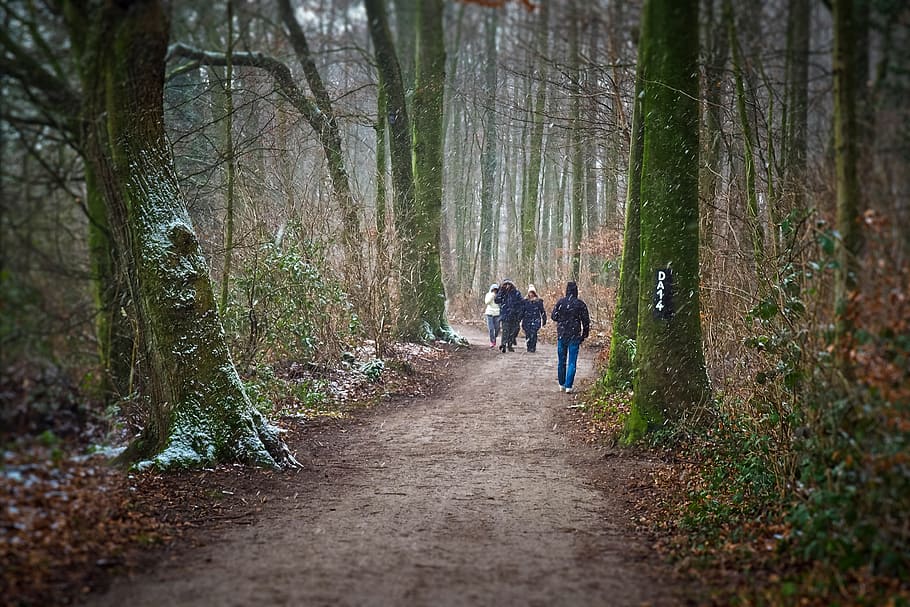 people walking on pathway surrounded by trees, forest, snowfall HD wallpaper