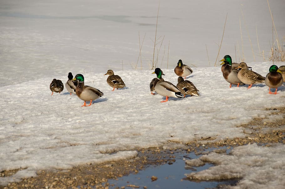 Duck, Cold, Water, Water, Bird, Mallard, waterfowl, outdoors HD wallpaper