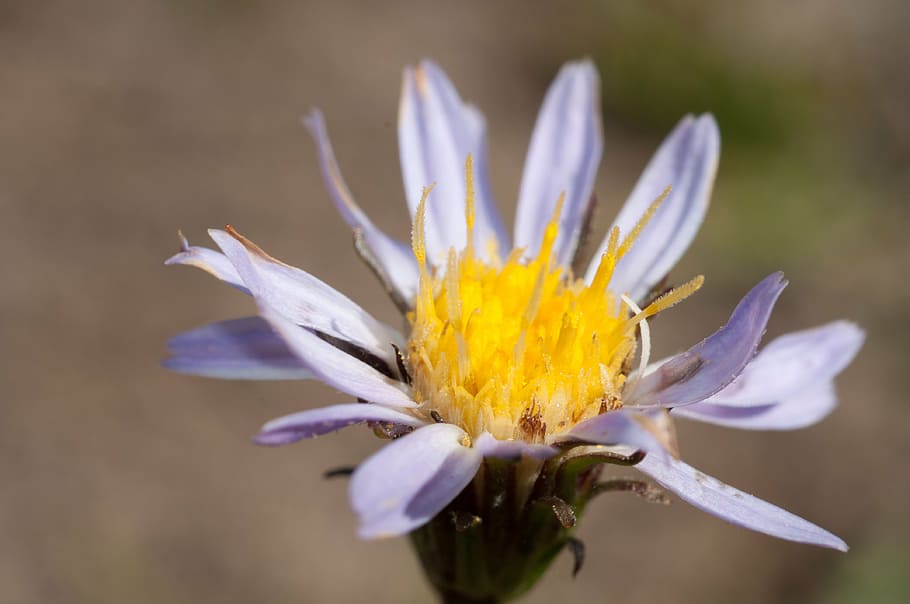 aster, purple, flower, flowering plant, freshness, beauty in nature HD wallpaper