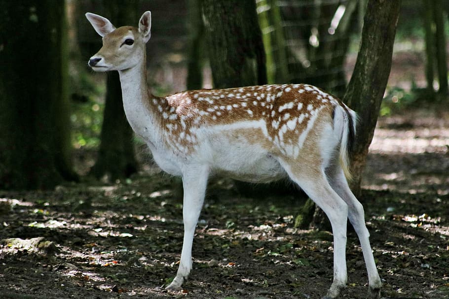 fallow deer, nature, animal, young, spotted, animal themes HD wallpaper