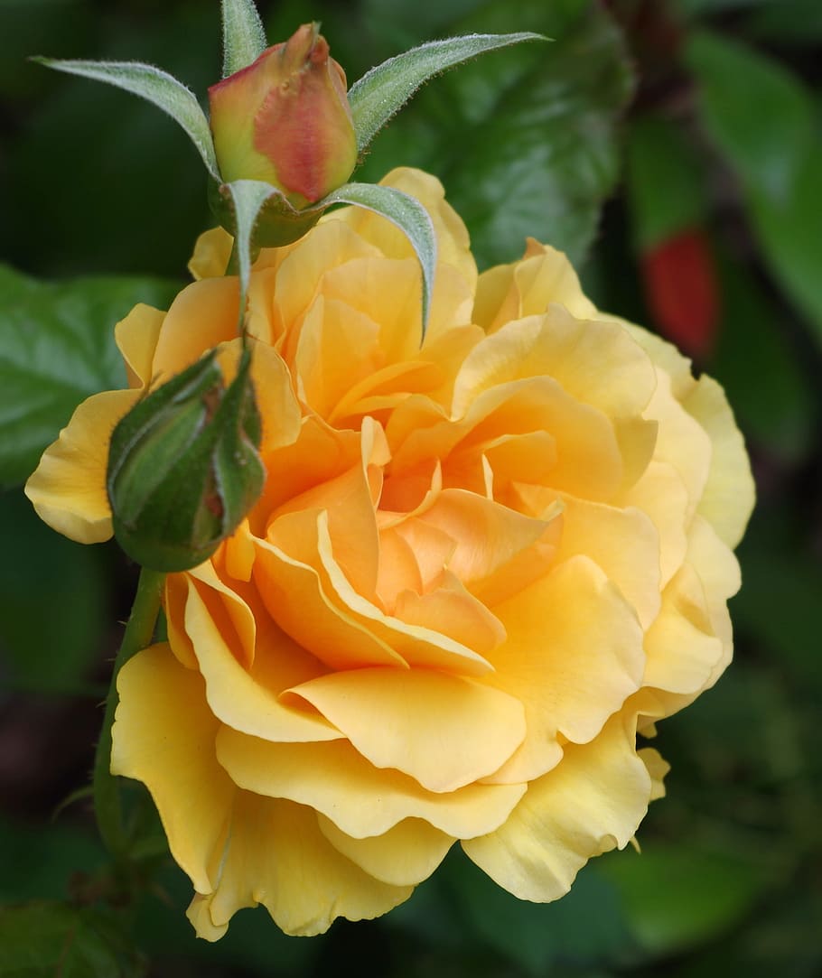 Orange, Flower, Bloom, Nature, rose, green, flora, spring, summer HD wallpaper