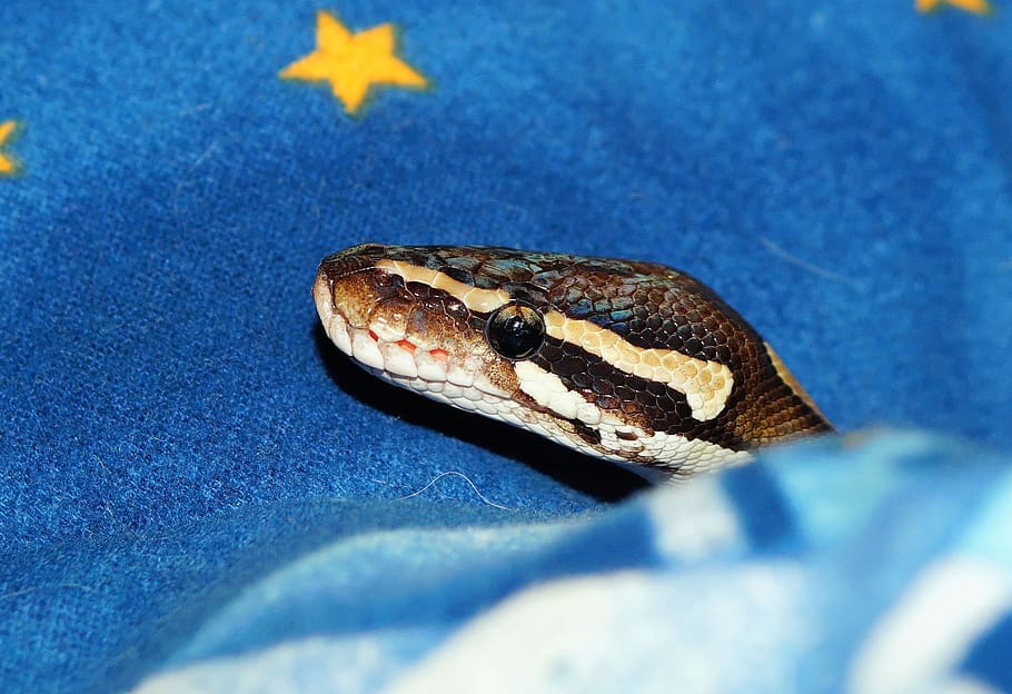 mojave python, constrictor, snake, exotic, graceful, noble HD wallpaper