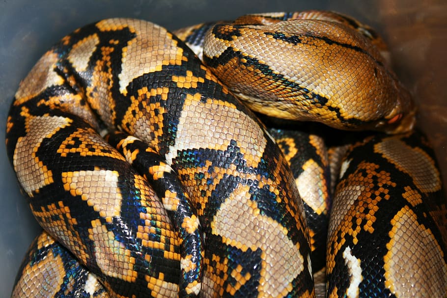 python, chiang mai, northern thailand, reptile, animal themes HD wallpaper