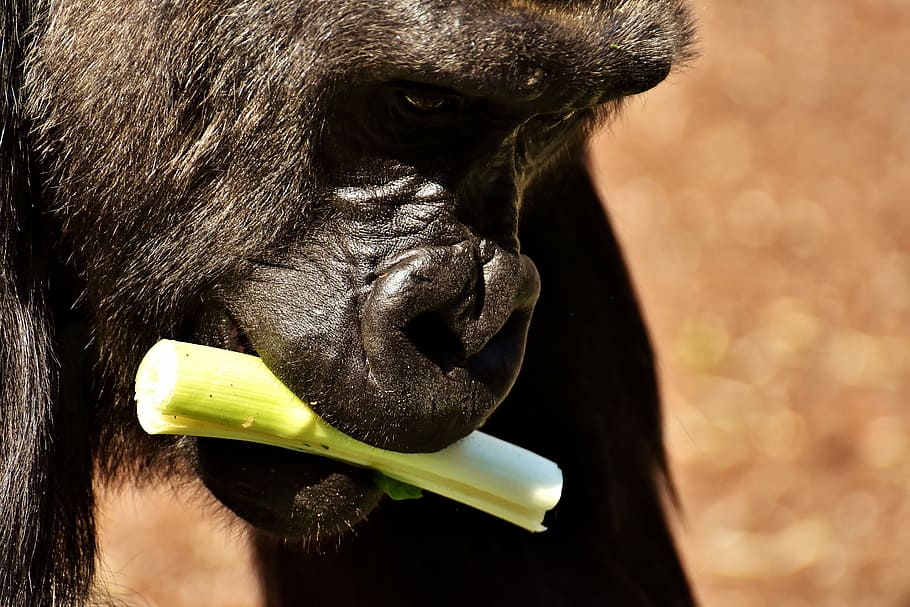 gorilla, monkey, funny, animal, zoo, furry, omnivore, wildlife photography HD wallpaper