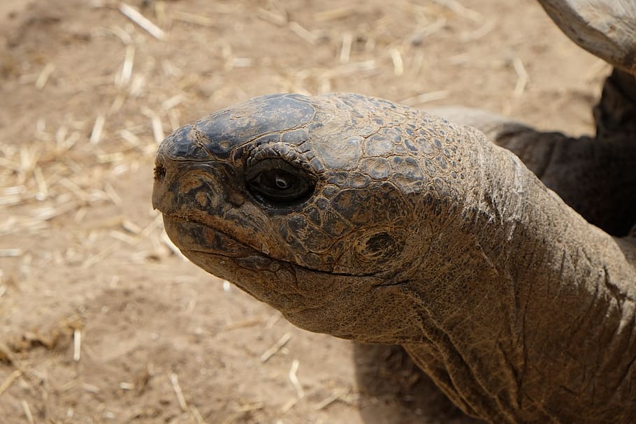 Turtle, Head, Close Up, one animal, animal wildlife, animals in the wild HD wallpaper