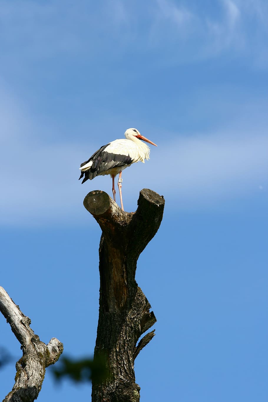 stork, tree, dom, overview, rattle stork, sky, animal wildlife HD wallpaper