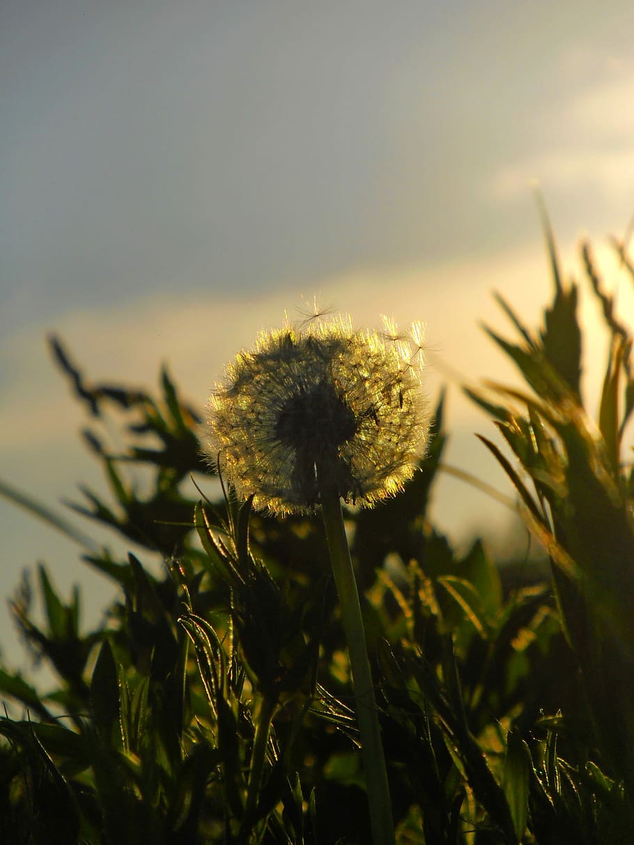 Dandelion, Flower, Sunset, plant, nature, growth, outdoors HD wallpaper