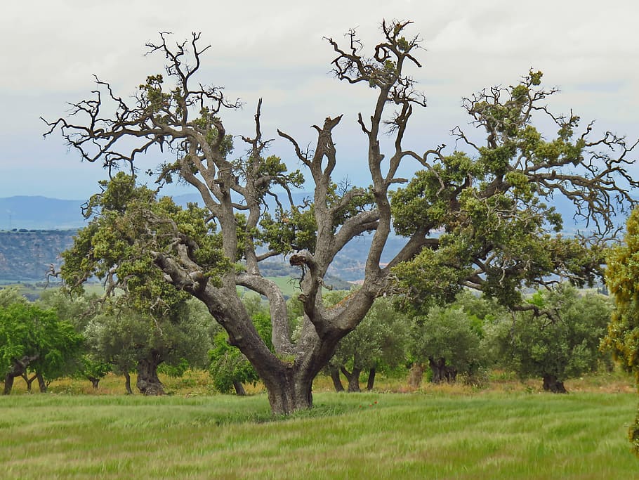 carrasca, encina, tree, old, nature, plant, landscape, green HD wallpaper