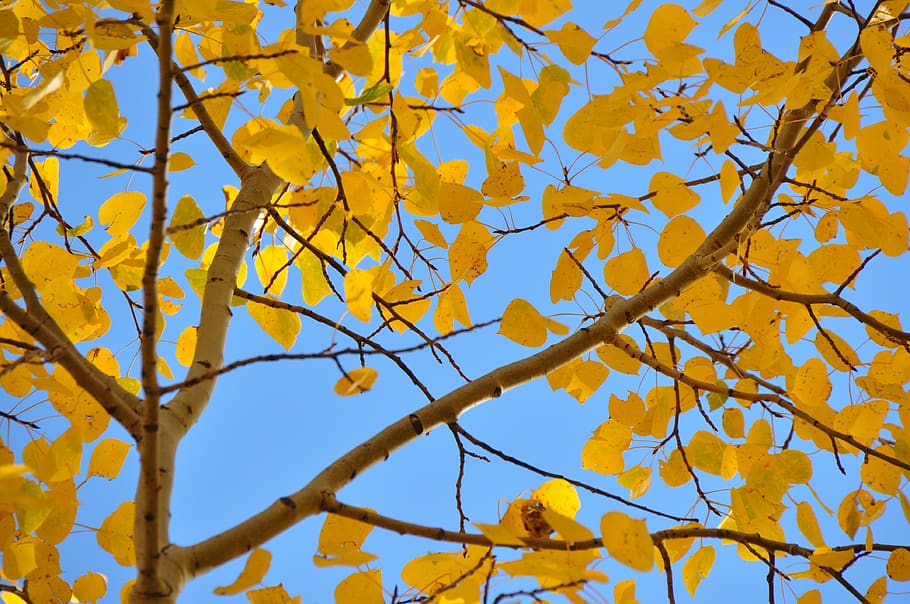 leaves, gold, golden, aspen, fall, tree, blue, sky, yellow, HD wallpaper