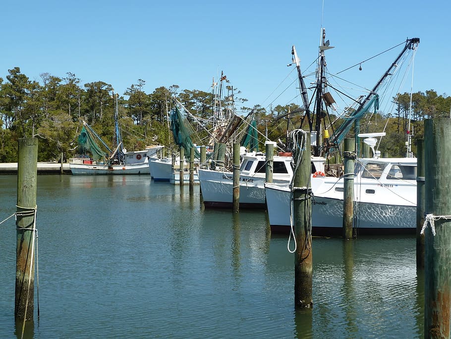 fish, dock, wharf, harbor, seafood, fisherman, water, nautical vessel HD wallpaper