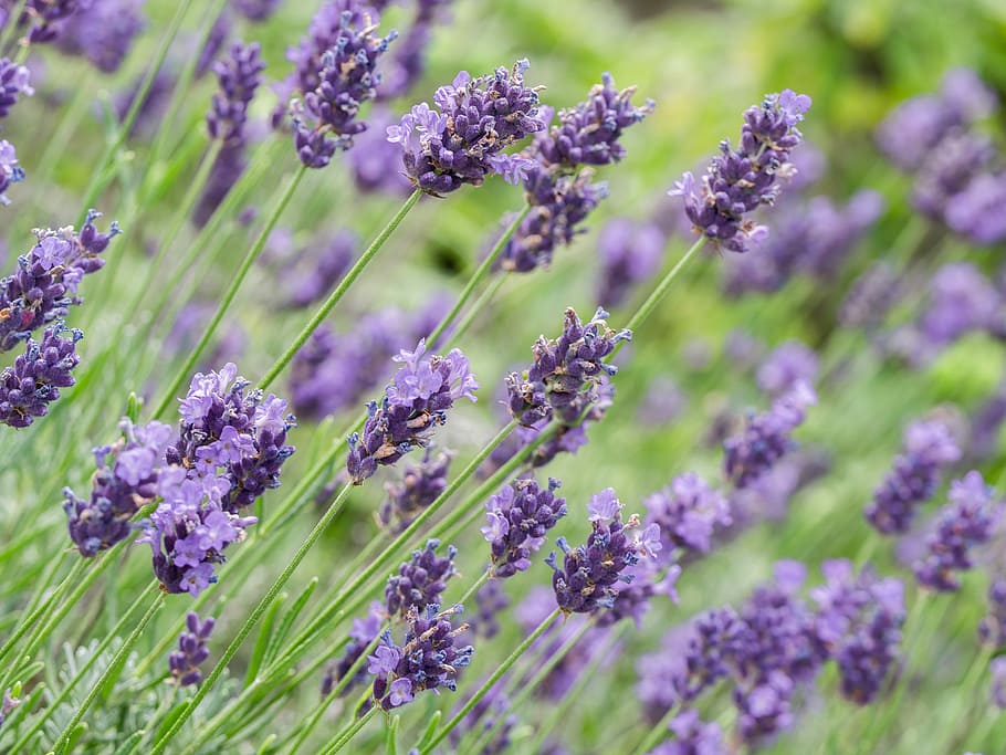closeup photography of purple flower at daytime, flowers, lavender HD wallpaper