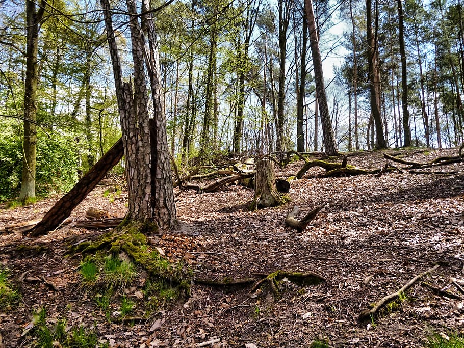 forest tee, trees, log, broken branches, leaves, moss, land HD wallpaper