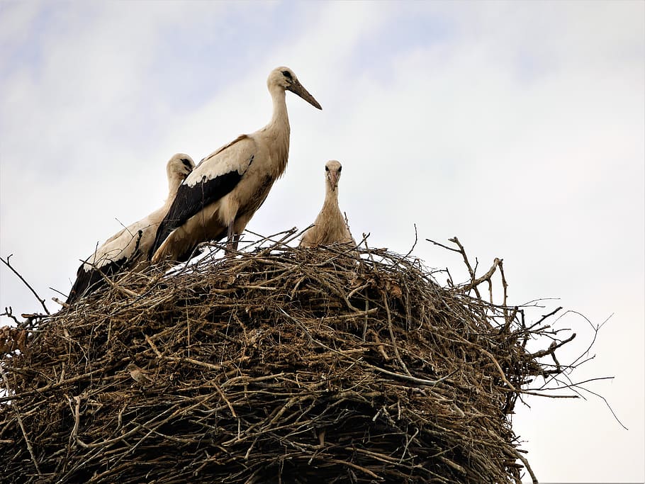 socket, storks, birds, animal nest, animals in the wild, animal wildlife HD wallpaper