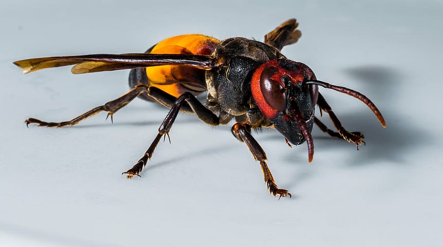 hornet, wasp, insect, close, nature, animal, close-up, wildlife HD wallpaper