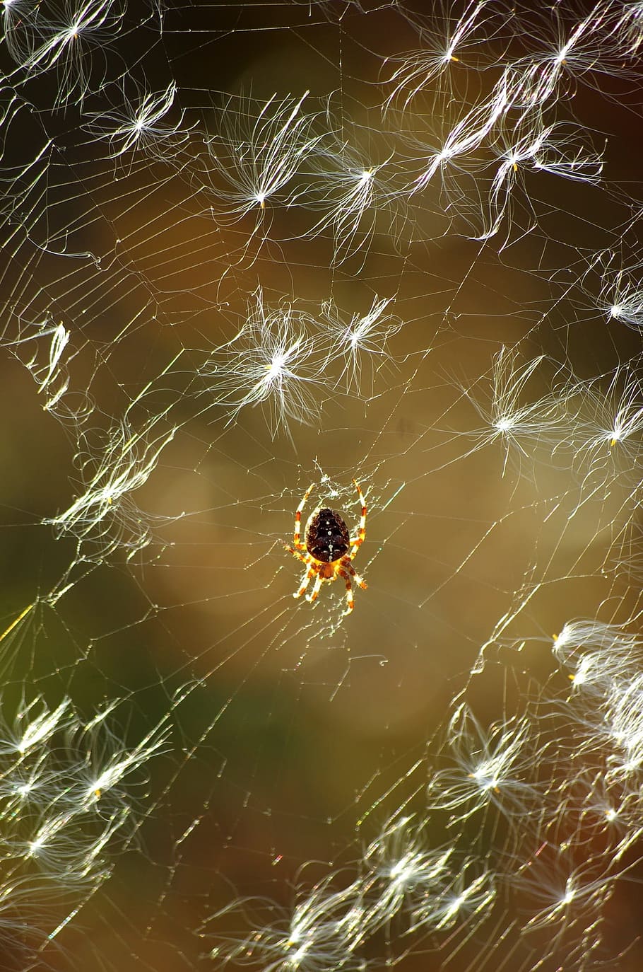 spider, spider web, insect, araneus, the seeds of fireweed, HD wallpaper
